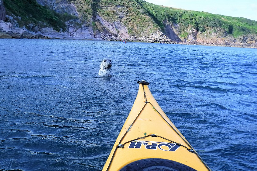 Marine Life