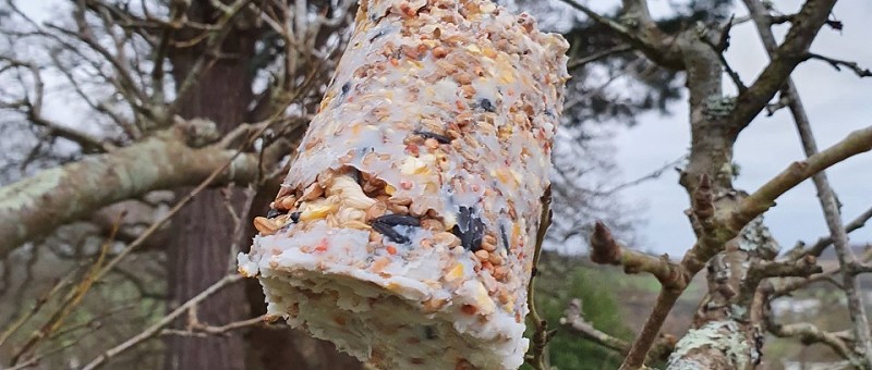 Little Green Fingers - Bird Fat Cakes