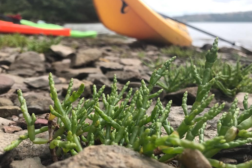 marsh samphire, an estuary-loving coastal edible