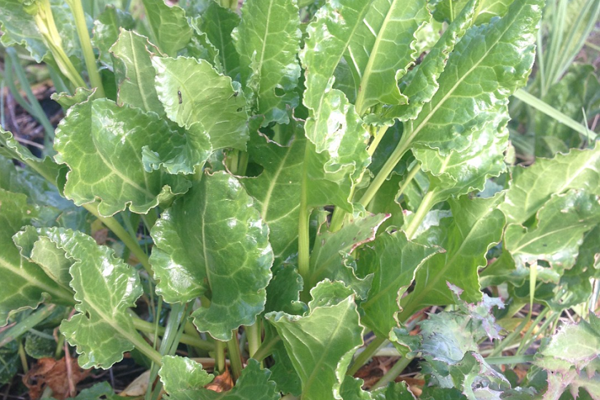 Sea beet